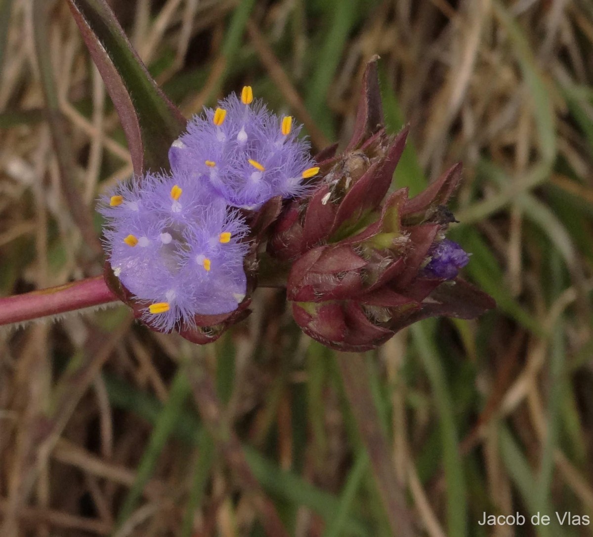 Cyanotis pilosa Schult. & Schult.f.